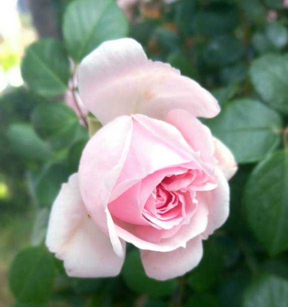 istock Pink rose beautiful flower in summer 1496441200