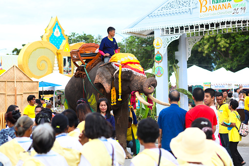 Thai elephant between crowd of thai people at Public local traditional culture event organized by local government near historical grounds of Wat Wihan Thong Historical Site near Nan river and is local way of keeping history and traditions alive. Event is about culture and banana and thai food