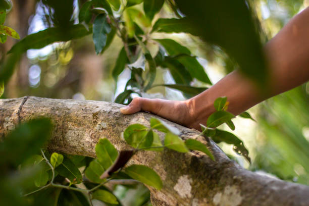istock A human hand holds the bark of a tree in the forest 1496444178