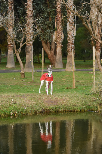 A medium-build greyhound with her red raincoat