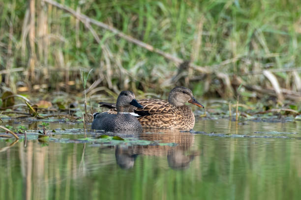 istock Gadwall or Mareca strepera observed in Gajoldaba in West Bengal, India 1496446614