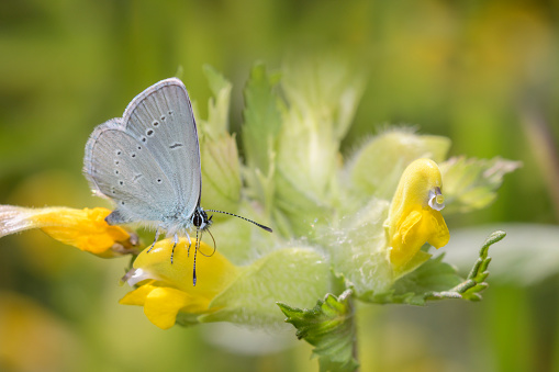 Small blue butterfly - Cupido minimus - resting on a blossom of the European yellow-rattle, Rhinanthus alectorolophus