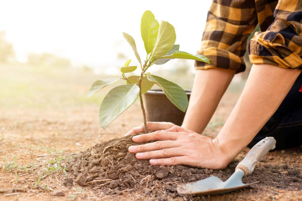 istock Closeup of hands planting trees on World Environment Day with sunset light, symbolizing the collective commitment and hope for a greener future. 1496447285