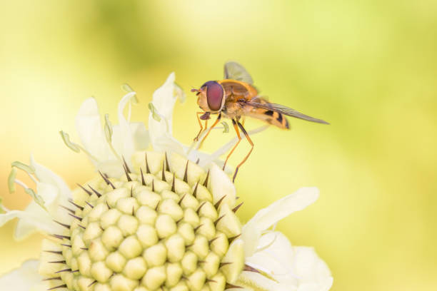 Marmalade hoverfly - Episyrphus balteatus on a blossom of Scabiosa ochroleuca the cream pincushions or cream scabious