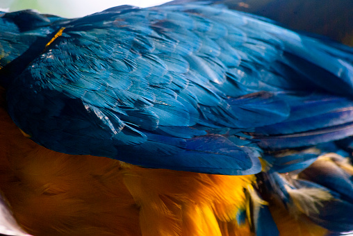 Colorful bird called Macaw in Guatemala, conservation space in tropical garden, striking plumage