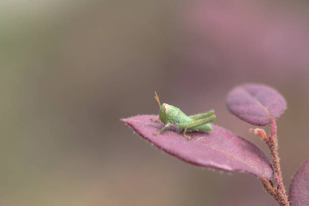 Small Green Grasshopper on Purple Leave