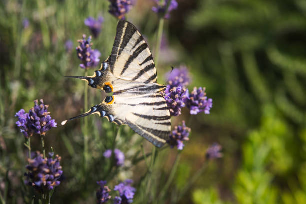 редкий ласточкин хвост (iphiclides podalirius) бабочка на цветке лаванды - scarce swallowtail стоковые фото и изображения