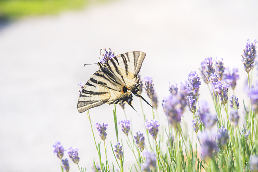 Beautiful Scarce Swallowtail Butterfly Feeding on Lavender