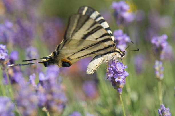 The Scarce Swallowtail (Iphiclides podalirius) Butterfly on Lavender Flower