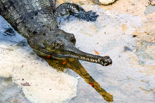 Close-up of a gavial lying in shallow water. This crocodile species is easily recognizable by its narrow, long jaws. The species is critically endangered and it is on the IUCN Red List.