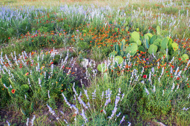 Wildflowers in a field