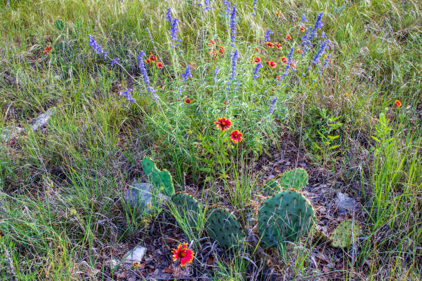 istock Indian Blanket  (Gaillardia pulchella) and Purple Sage Bush 1496450289