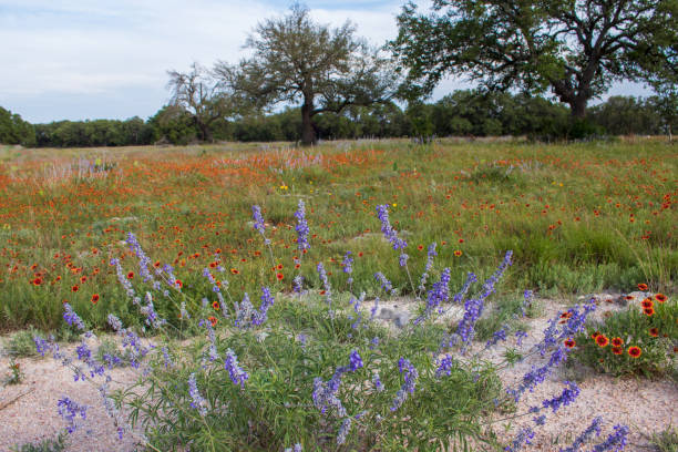 istock Texas Hill Country Wildflowers 1496450290