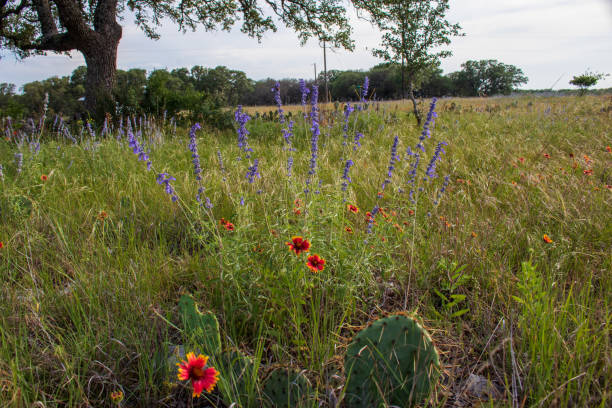 istock Texas Hill Country Wildflowers 1496450349