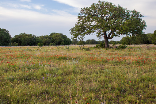 Copy space of a Large Oak tree in a meadow of wildflowers located in the Texas Hill Country.