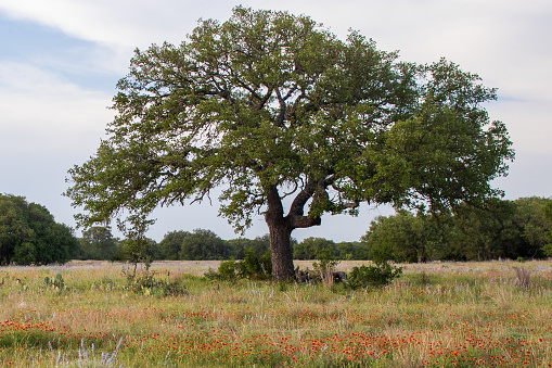 A large Live Oak Tree in a meadow of blooming orange wildflowers known as Indian Blankets  (Gaillardia pulchella) in the beautiful Central Texas Hill Country