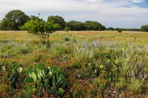 Arid Southwestern USA Environment Wildflowers in Western Colorado Desert Photo Series