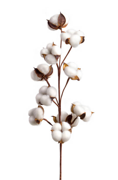 istock Cotton branch isolated on white background. White cotton flowers. 1496451902