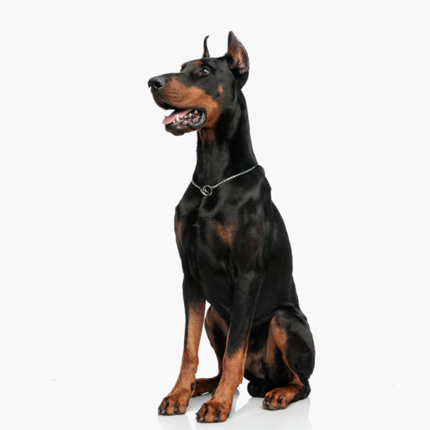 istock adorable dobermann puppy with silver collar panting and looking to side 1496452251