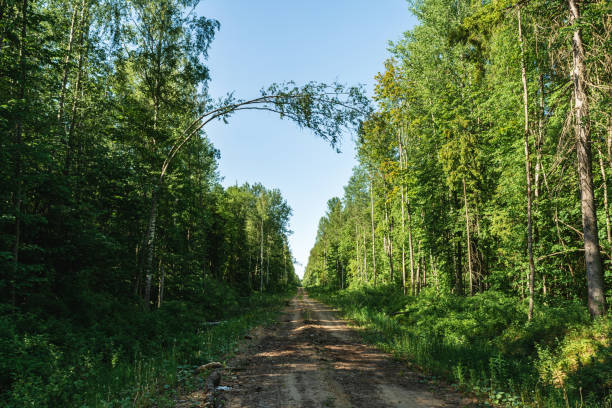 An empty sandy dirt road runs through the forest with big trees on both sides. Shadows fall on the ground. Summer sunny evening. Nature landscape background