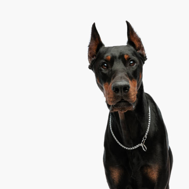 istock sweet dobermann dog with silver collar looking forward 1496452390