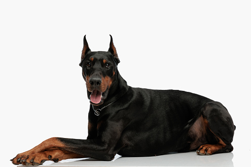 Doberman pinscher on white background looking at camera.