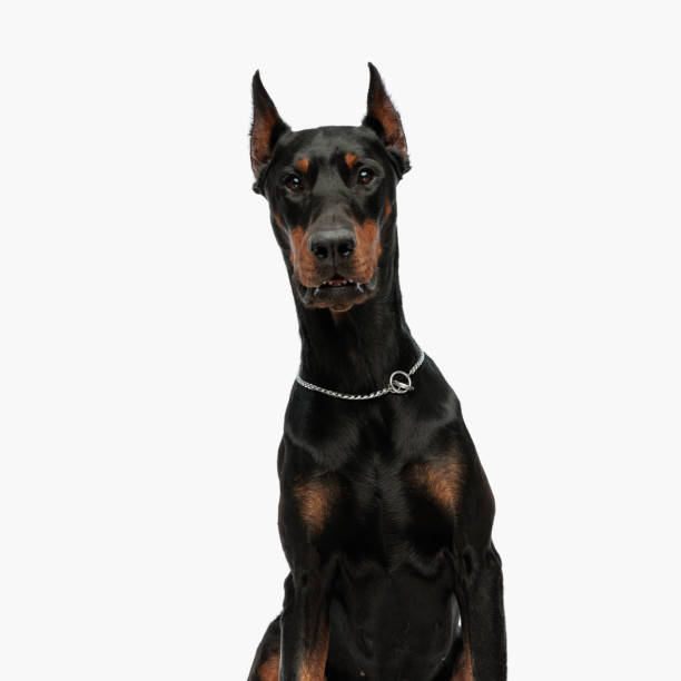 istock portrait of cute dobermann dog with silver collar looking forward 1496453071