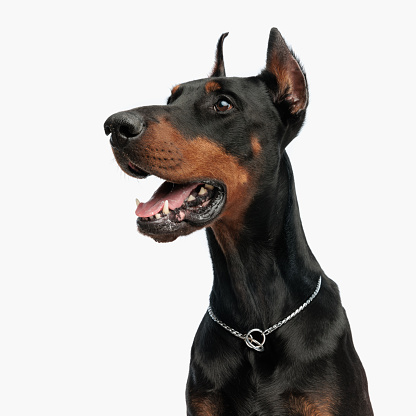 excited dobermann puppy sticking out tongue, panting and looking to side while sitting in front of light grey background