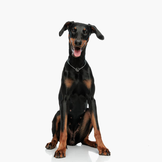 happy dobermann puppy sticking out tongue and panting while sitting happy dobermann puppy sticking out tongue and panting while sitting in front of light grey background doberman pinscher stock pictures, royalty-free photos & images