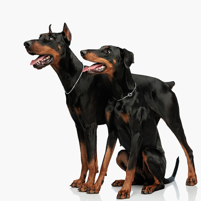 picture of adorable dobermann dogs with silver collar sticking out tongue, panting and looking to side in front of light grey background