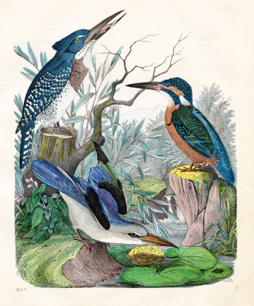 ilustraciones, imágenes clip art, dibujos animados e iconos de stock de aves exóticas:tucanes - el libro del mundo 1852 - 18635