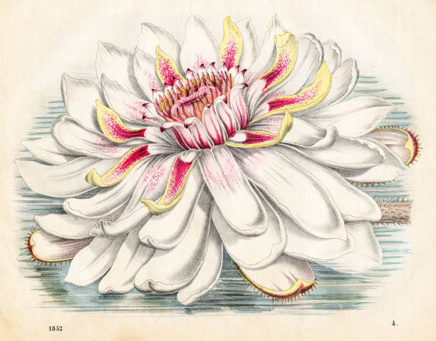 lotusblume - sehr seltener teller aus dem "buch der welt" 1852 - 18633 stock-grafiken, -clipart, -cartoons und -symbole