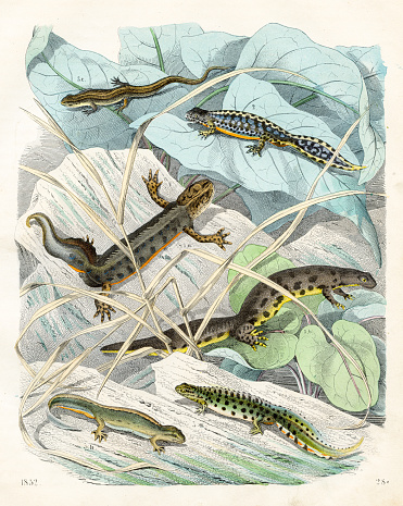 The Tritons or Water Salamanders - Very rare plate from 