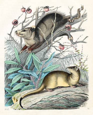 Opossum and mongoose- Very rare plate from 