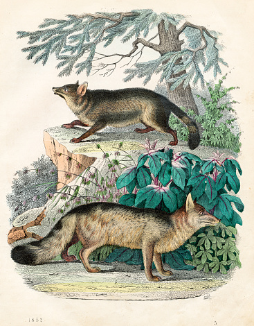 Jackal and Red fox - Very rare plate from 