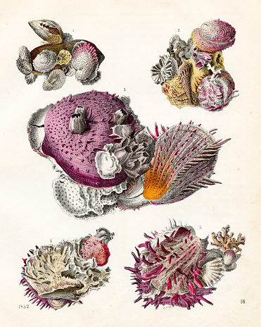 Marine Life, Shells, Corals - Very rare plate from 