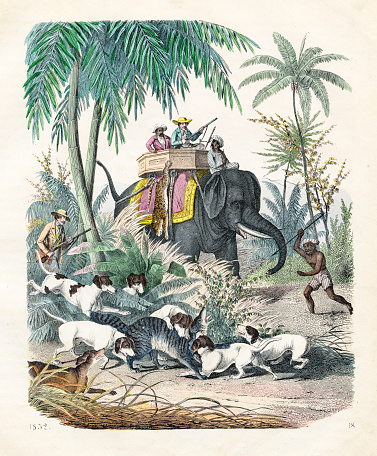 Hunting civet in Africa - Very rare plate from 