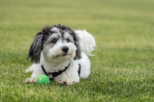Black and White Havanese puppy playing fetch with green ball in backyard.