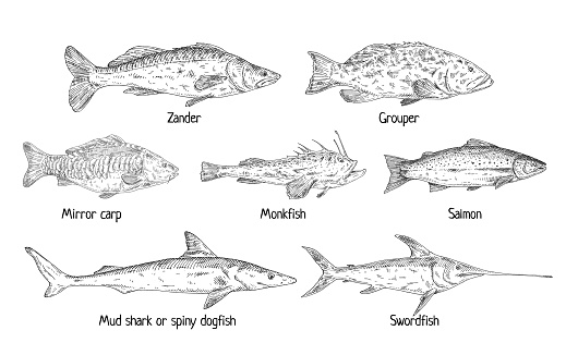 Type different fish isolated on white. Salmon, grouper, mirror carp, monkfish, zander, swordfish, shark dogfish. Vintage hatching vector monochrome black illustration in graphic ink style