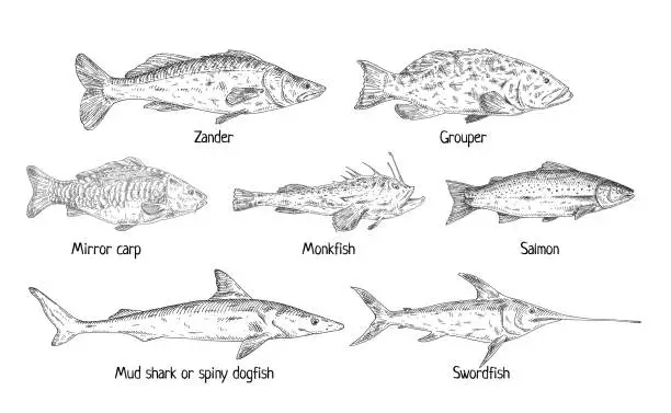 Vector illustration of Type different fish isolated on white. Vintage engraving monochrome black illustration.