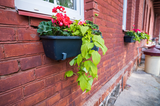 A flower box with flowers on the wall of a dark red house.
