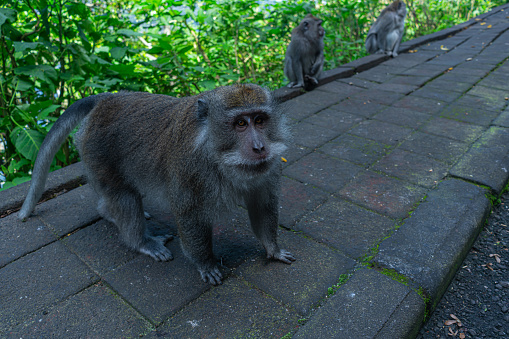 A lone golden-haired monkey sits on the ground in the peaceful surroundings of Wudang Mountains in Hubei, China.