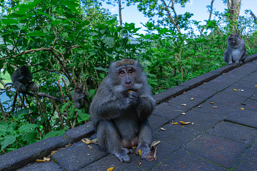 The wild monkeys that live in the Bedugul Bali forest are very friendly to anyone who crosses them.