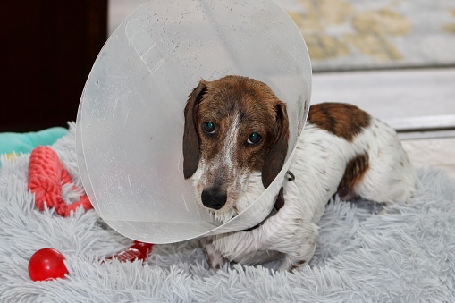 A miniature dachshund laying on a dog bed and wearing a medical cone.