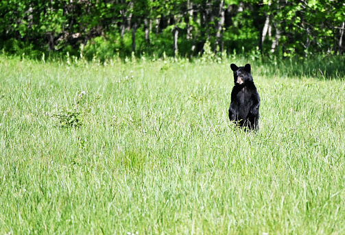 American black bear (Ursus americanus) in lush mountain meadow