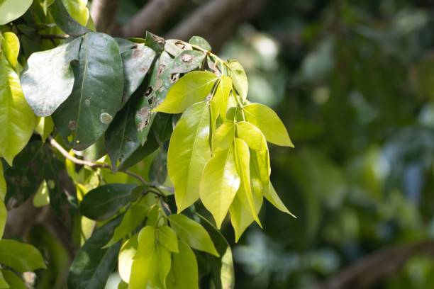 istock Leaves of a Cynometra ramiflora tree 1496468388