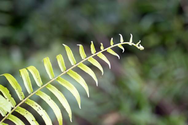 istock Leaf of a broad sword fern, Nephrolepis biserrata 1496468482