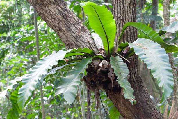 istock Bird nest fern, Asplenium nidus, on a branch in a rainforest 1496469875