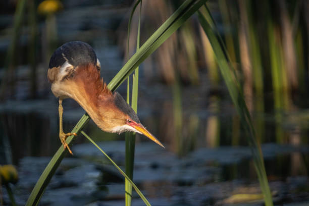 istock Least bittern, (Ixobrychus exilis), Avetorillo Americano, Petit Blongios. 1496470035