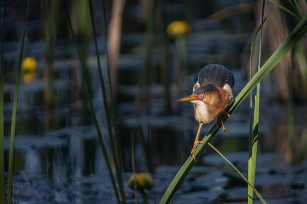 istock Least bittern, (Ixobrychus exilis), Avetorillo Americano, Petit Blongios. 1496470112